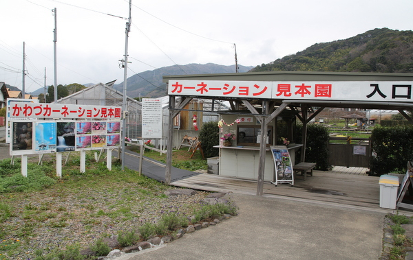 王将戦中継ブログ かわづカーネーション見本園へ