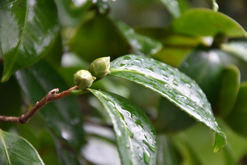 Dsc_1263 Dsc_1263