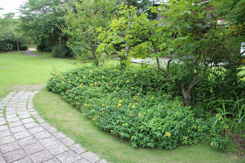 Kashino12