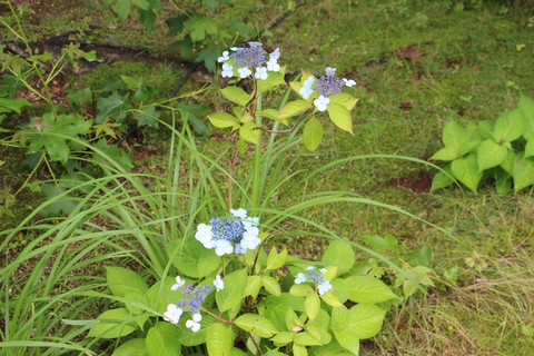 Kashino14