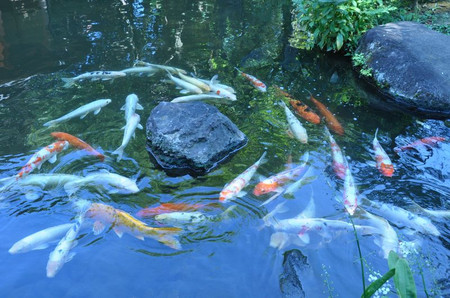 20100902_koi