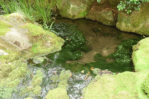 Garden02