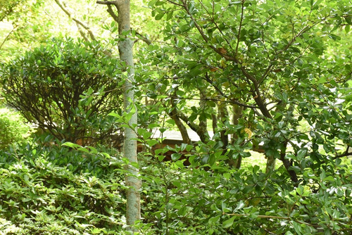 Garden08