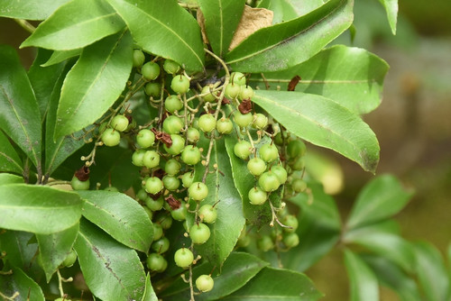 Garden10
