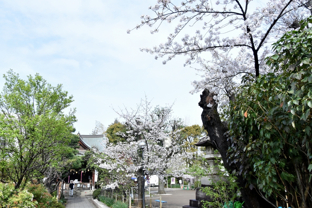 リコー杯女流王座戦中継ブログ 第14期アマ東日本予選