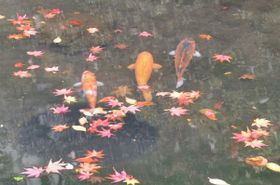 20081113_koi1_2